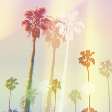 palmtrees 2